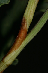 Rumex tingitanus