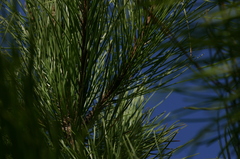 Pinus halepensis
