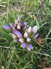 Gentianella germanica