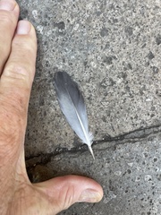 Columba livia domestica