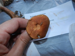 Aureoboletus auriporus