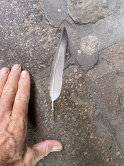 Columba livia domestica