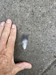 Columba livia domestica