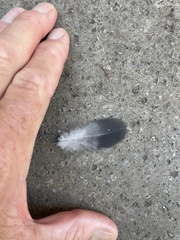 Columba livia domestica