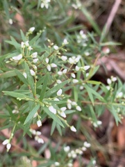 Leucopogon pimeleoides