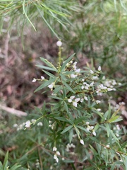 Leucopogon pimeleoides