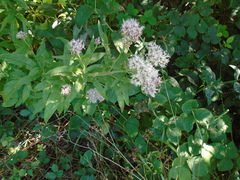 Eupatorium cannabinum