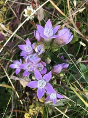 Gentianella germanica
