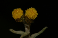 Helichrysum