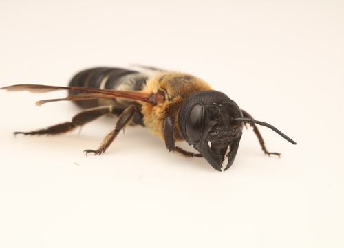Sculptured Resin Bee (Megachile sculpturalis), a species recorded in Alabama