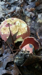 Boletus rubroflammeus