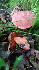 Boletus rubroflammeus