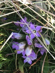 Gentianella rhaetica