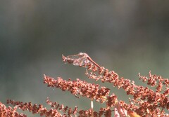 Sympetrum corruptum