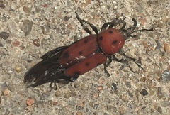 Rhodobaenus tredecimpunctatus