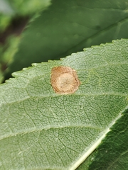 Stigmella plagicolella