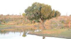 Diospyros mespiliformis