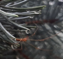 Tetragnatha versicolor