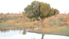 Diospyros mespiliformis