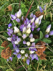 Gentianella rhaetica