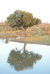 Diospyros mespiliformis
