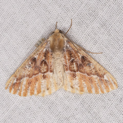 Caripeta suffusata