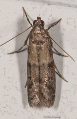 Eurythmia angulella