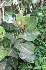 Ficus trichopoda
