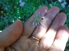 Eupatorium cannabinum