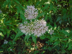Eupatorium cannabinum