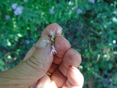 Eupatorium cannabinum