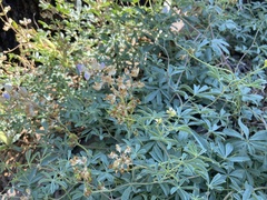 Lupinus tracyi