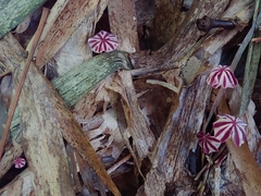 Marasmius tageticolor