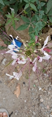Cleome