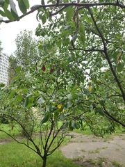 Stigmella plagicolella