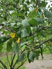 Stigmella plagicolella