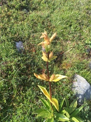 Gentiana