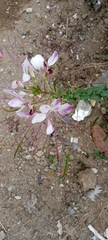 Cleome