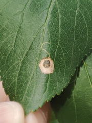 Stigmella plagicolella