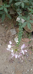 Cleome