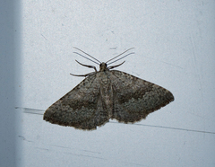 Scotopteryx aelptes
