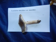 Lactarius mucidus