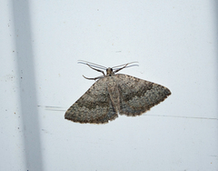 Scotopteryx aelptes