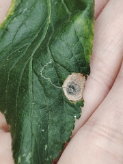 Stigmella plagicolella