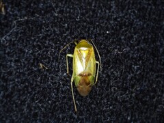 Neolygus contaminatus
