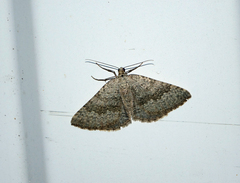 Scotopteryx aelptes