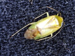 Neolygus contaminatus