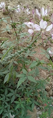 Cleome