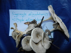 Singerocybe