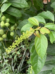 Croton tiglium